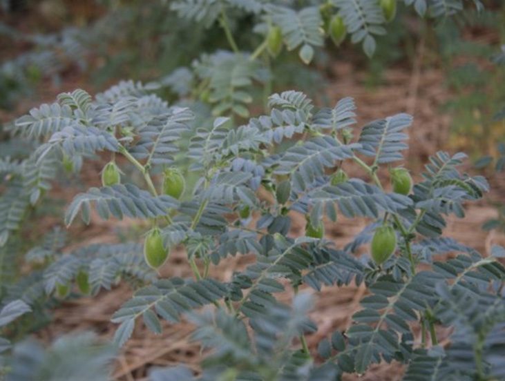 CORSO BASE DI AGRICOLTURA BIODINAMICA con Arturo Genduso