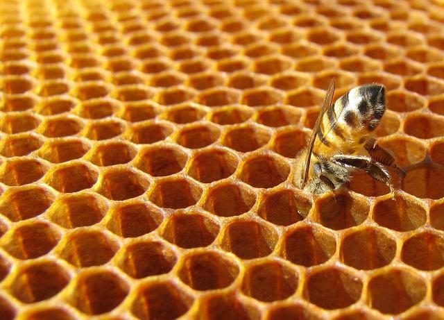 Miele scarso e api a rischio. Annata nera per la biodiversità italiana