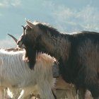 Agroecologia e resilienza: come custodire il territorio