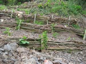 Contributo e stato dell’arte dell’ingegneria naturalistica nella stabilità dei versanti collinari e montani della Toscana, l’esperienza della Versilia