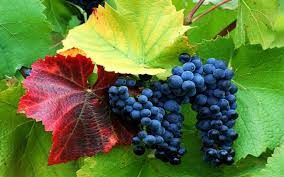 Corso “vitivinicoltura biodinamica”