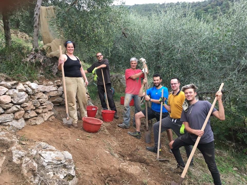 Ripristino di un antico oliveto e dei muretti a secco sui Monti Pisani
