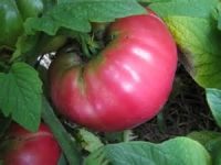 5th National Tomato Show Sunday 20 August 2017 Malgrate Castle – Villafranca in Lunigiana