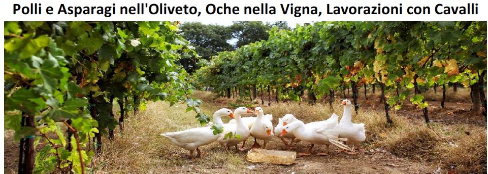 Giornata dimostrativa polli oliveto oche vigna
