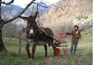 giornate tecniche sulla  TRAZIONE ANIMALE MODERNA NEI LAVORI AGRICOLI  SABATO 18 E DOMENICA 19 NOVEMBRE 2017