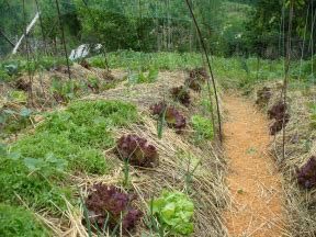 Programme for expansion of the synergistic garden on the farm Pian di Meta Vecchia March 5-11, 2018
