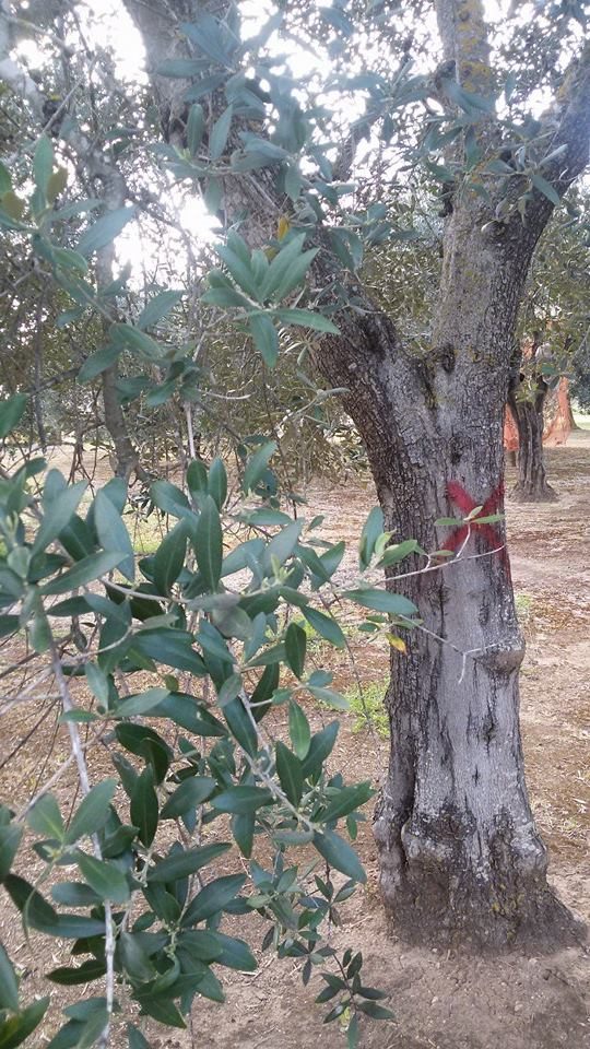 Pesticidi sugli ulivi? Disobbediamo