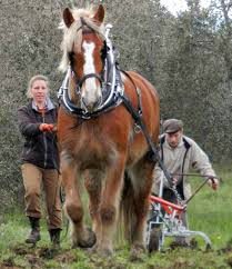 12 & 13 Maggio at Mondeggi Bene Comune (FI) workshop dedicated to Animal traction
