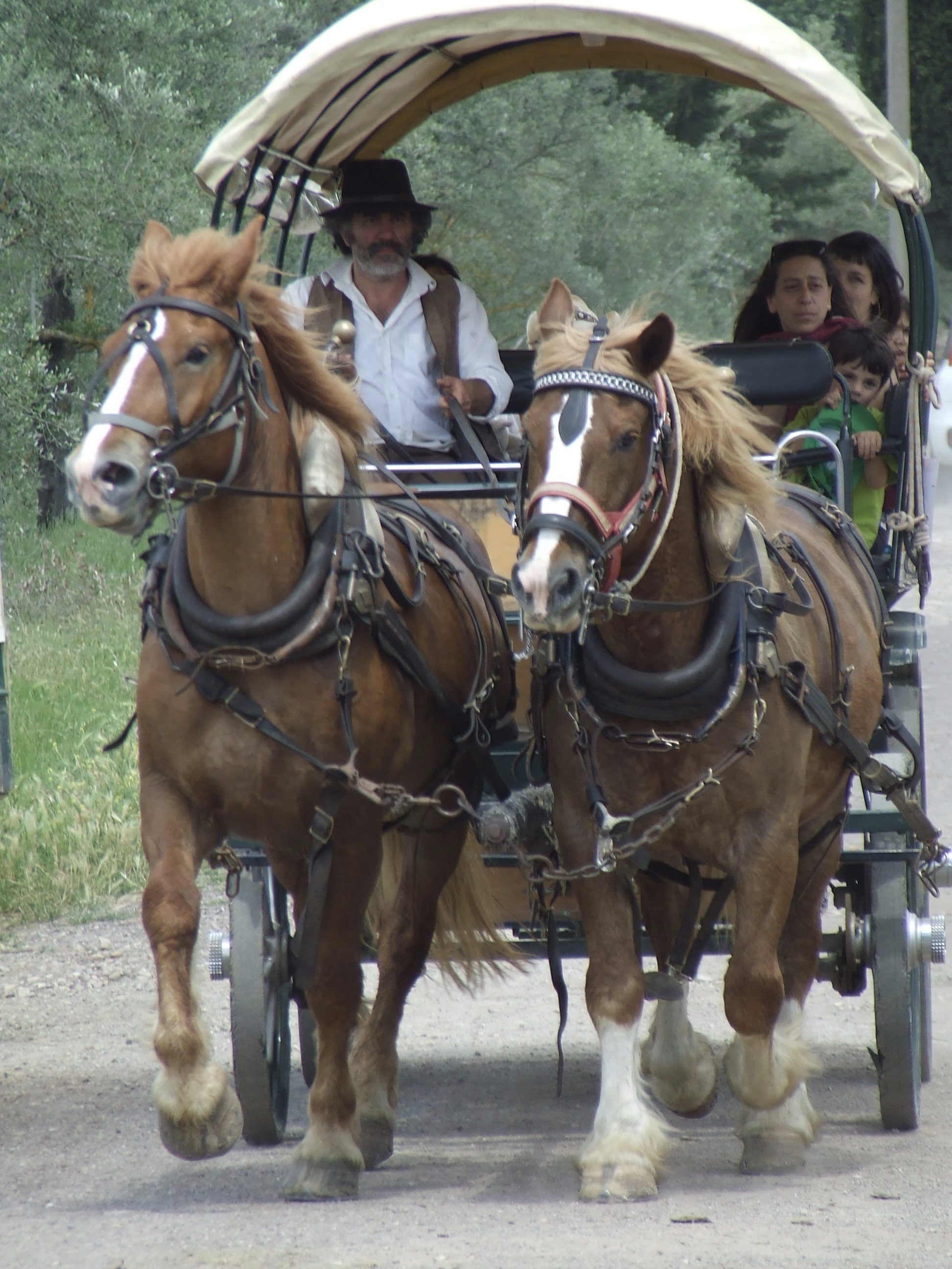 The Animal Traction meeting at Mondeggi Bene Comune – the story of the first day