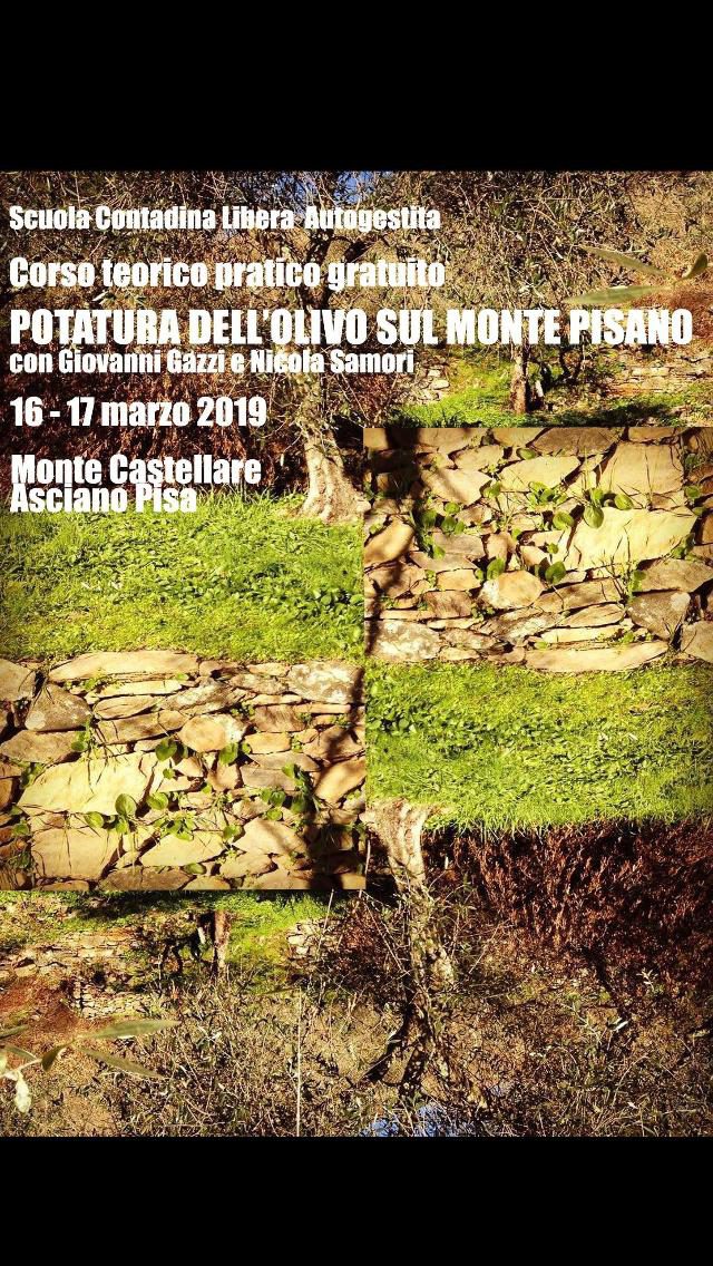 Corso di Potatura dell’olivo sul Monte Pisano