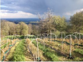 Corso base di orticoltura biologica 11 maggio 2019