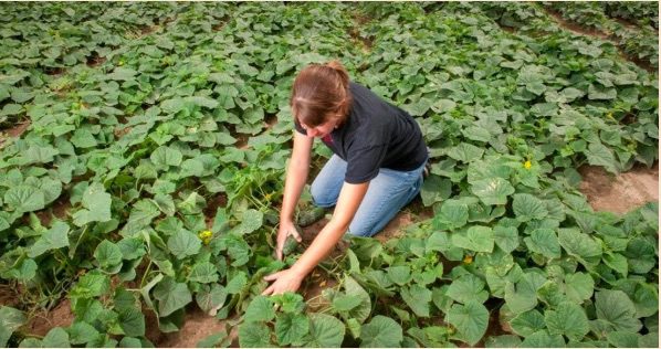 Un Erasmus per agricoltori biologici: lo finanzia la Ue, lo sostiene FederBio