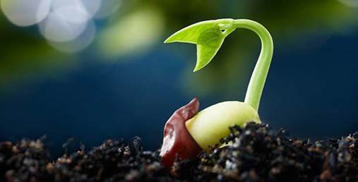 MICRORGANISMS IN OLISTIC AND ALTERNATIVE AGRICULTURAL METHODS: insights and updates (but also readjustments!)