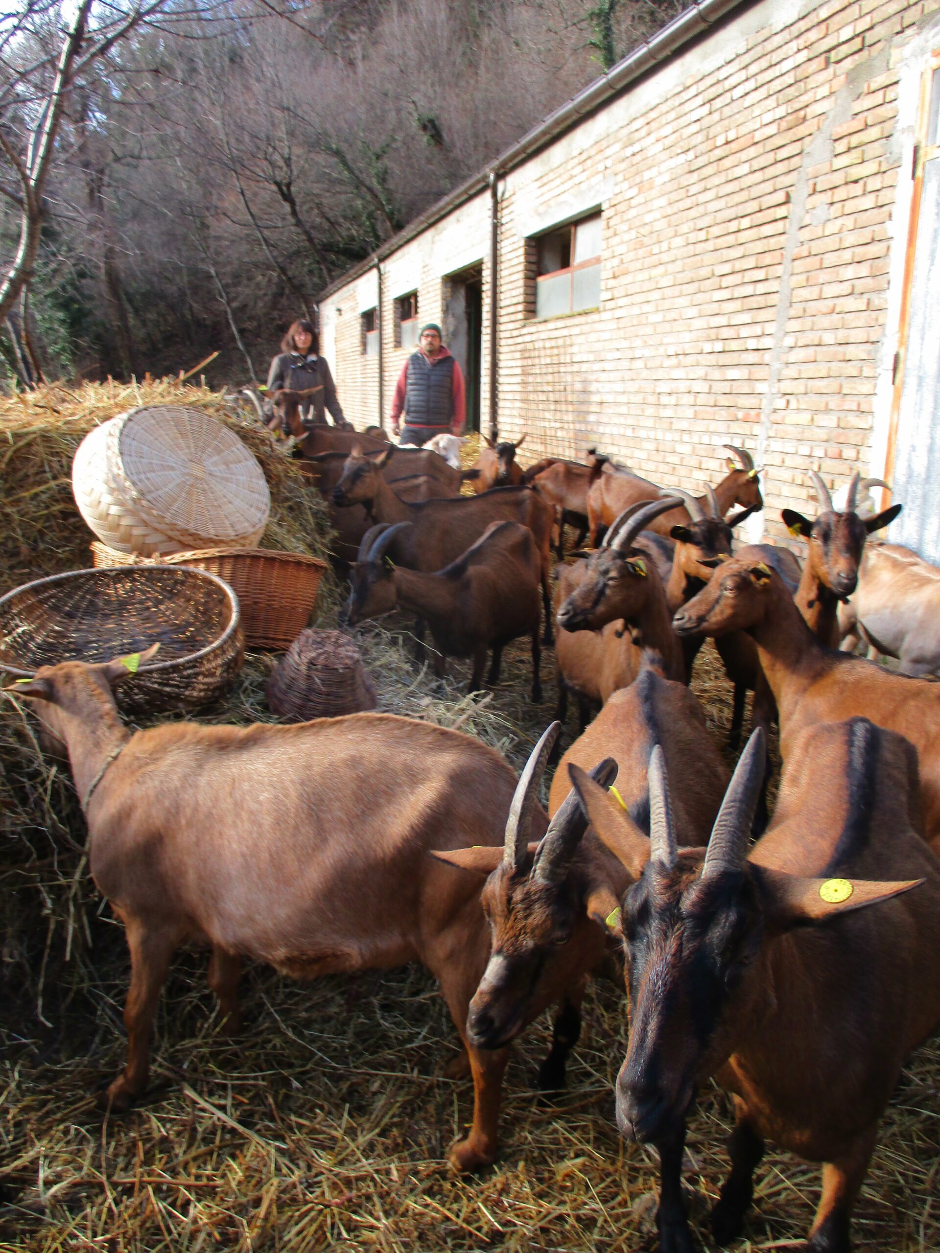 Latte di Capra & Cesti: venite a vivere a Tufillo in Abruzzo