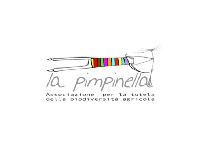 pimpinella