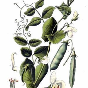 corso orticoltura biodinamica