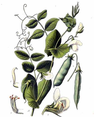 corso orticoltura biodinamica
