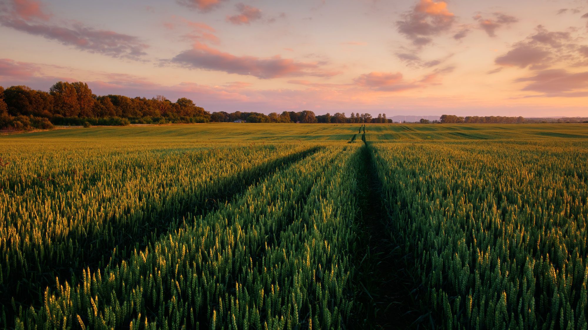 Weed control without chemistry