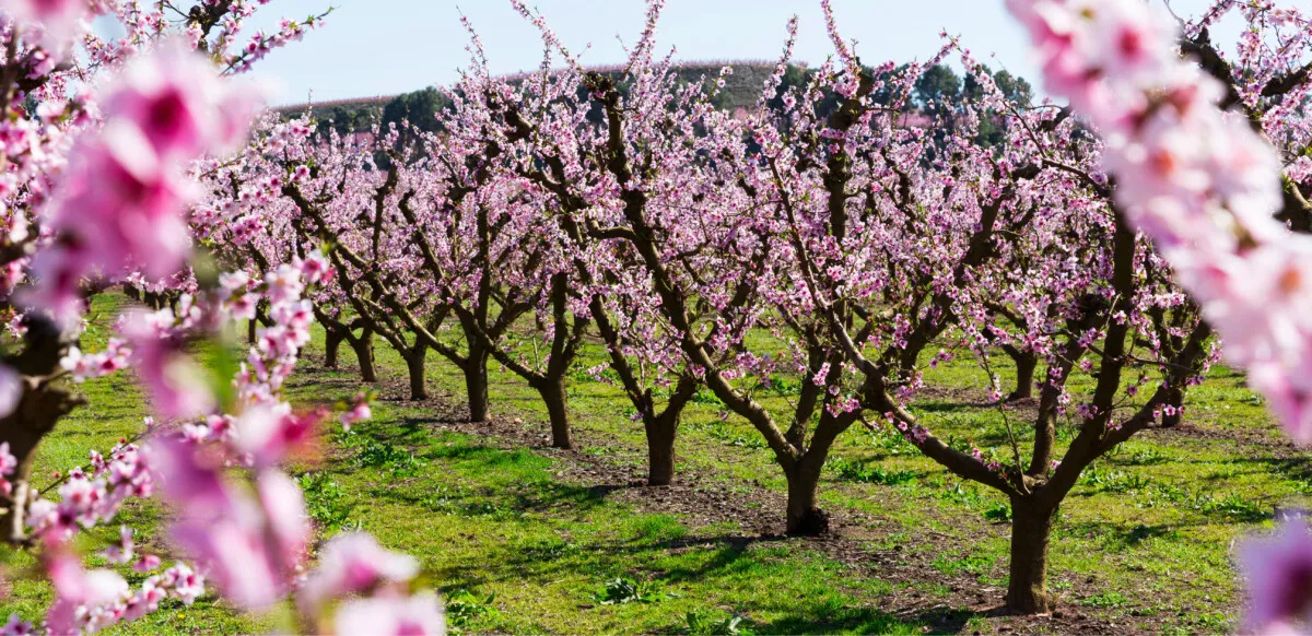 Peach orchard