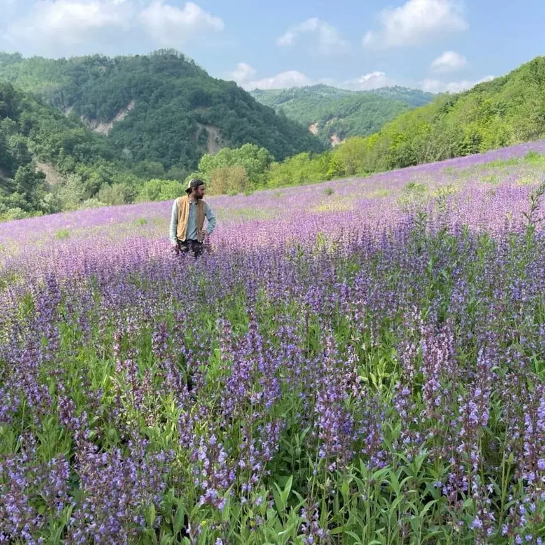 Una mano per la Salvia – campo solidale a Sorrivoli (FC)