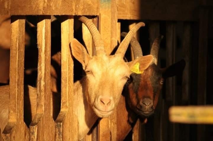 goats