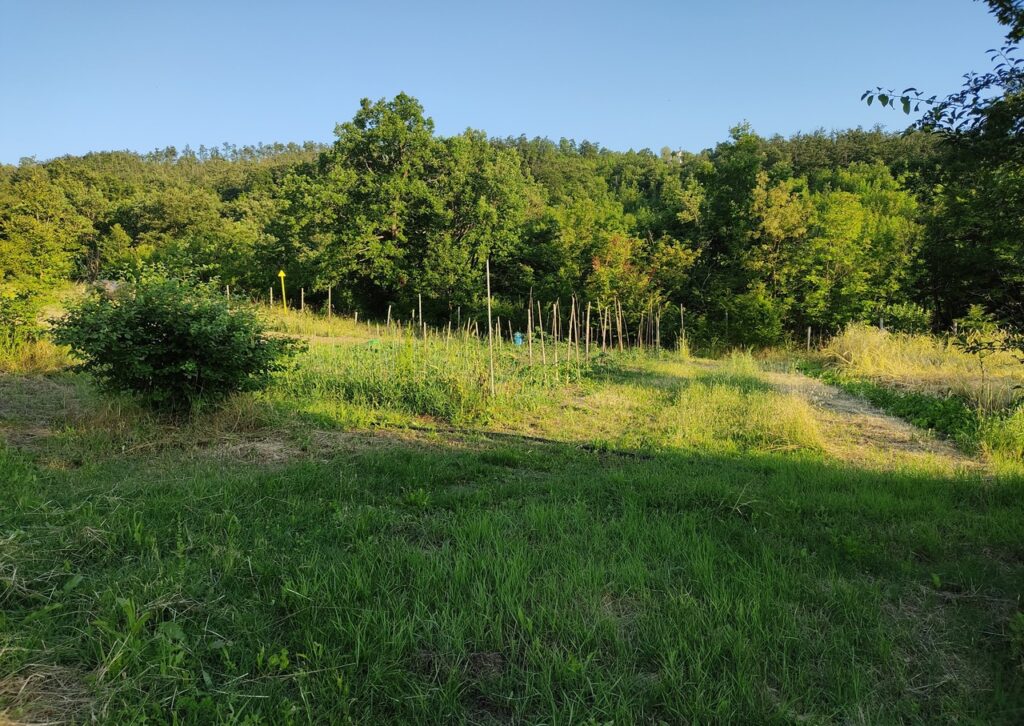 vegetable garden and wood