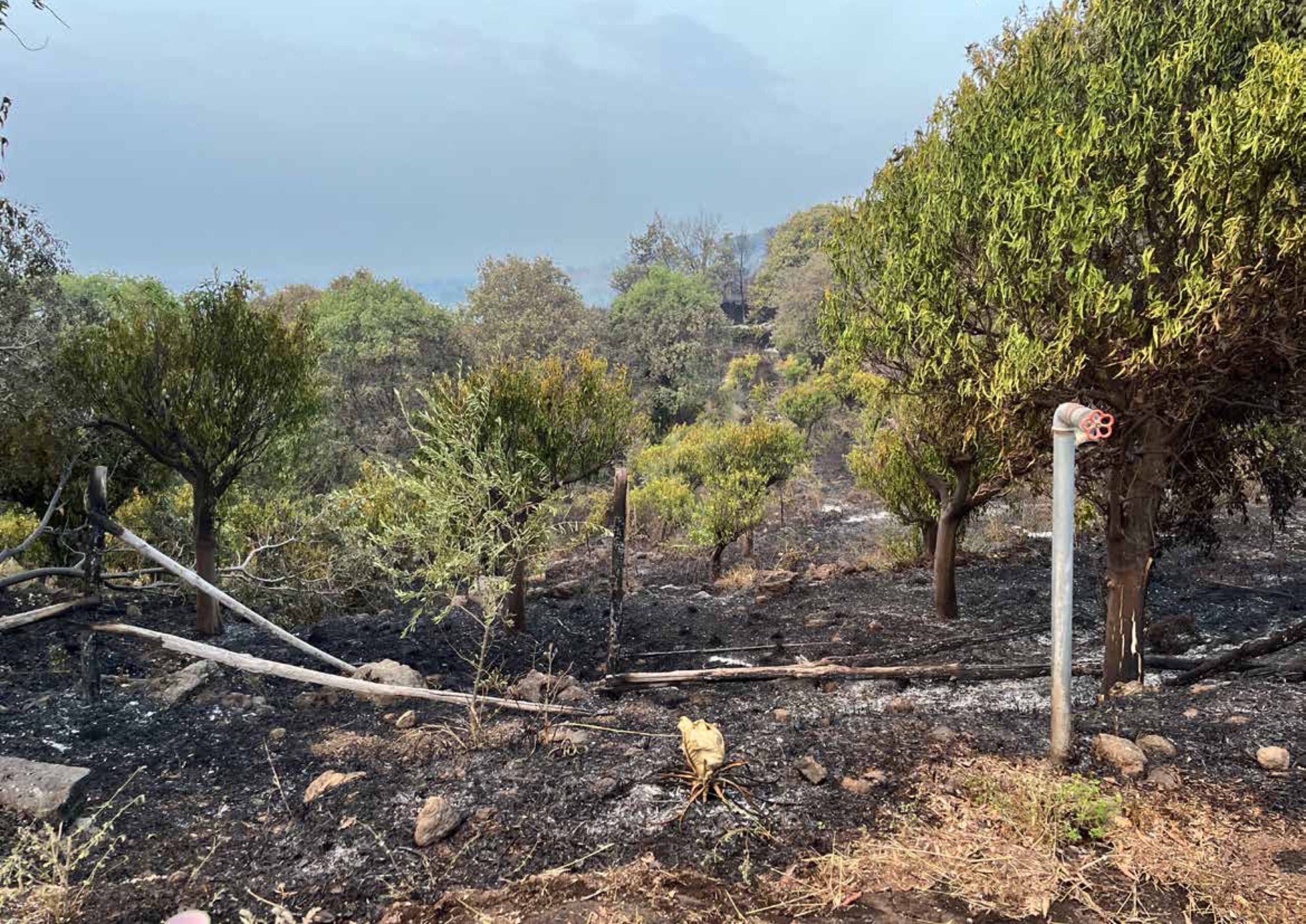 Fires in Sicily – Summer 2023