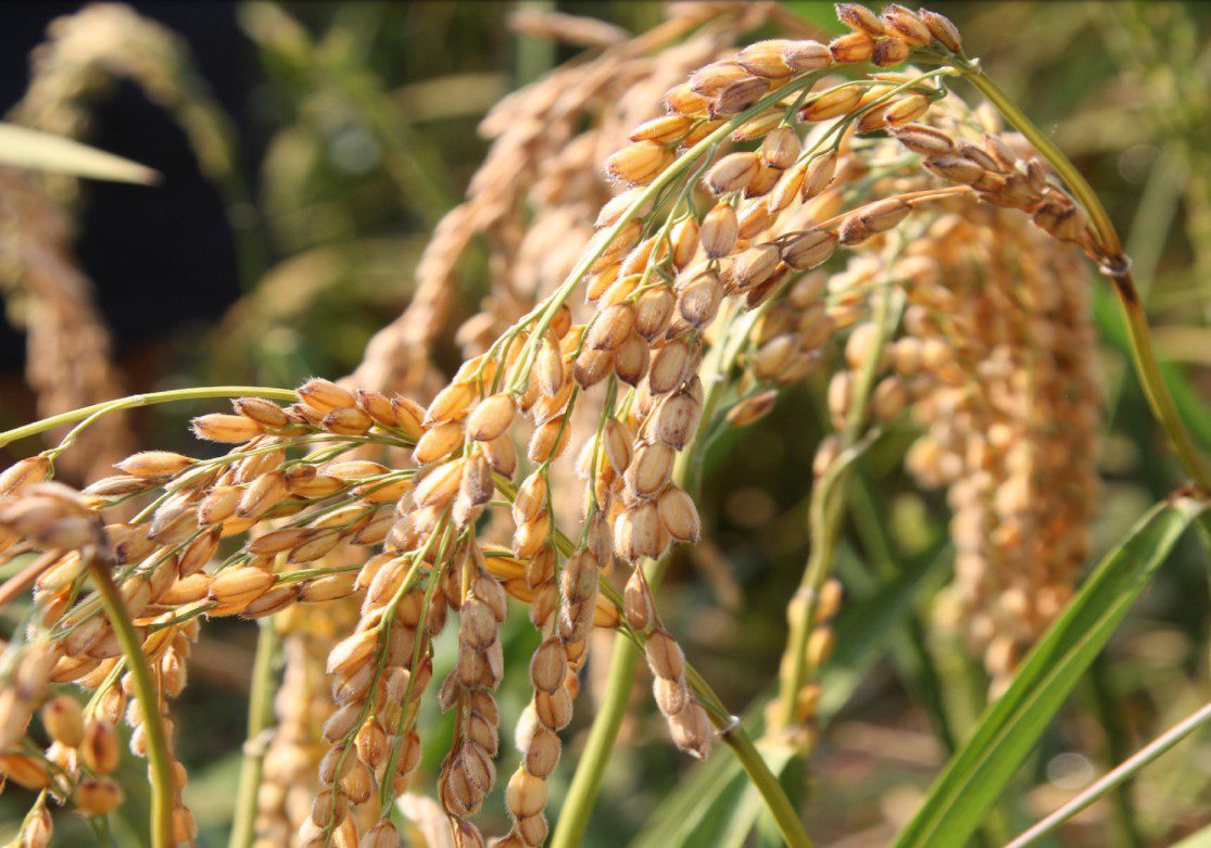 Dal seme al piatto: incrocio di esperienze sul riso Biologico