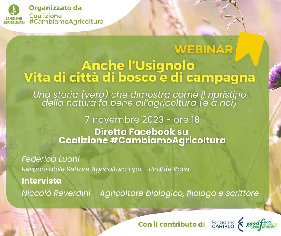 anche l'usignolo