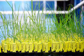 The challenge of new GMOs – a look at what’s behind our food