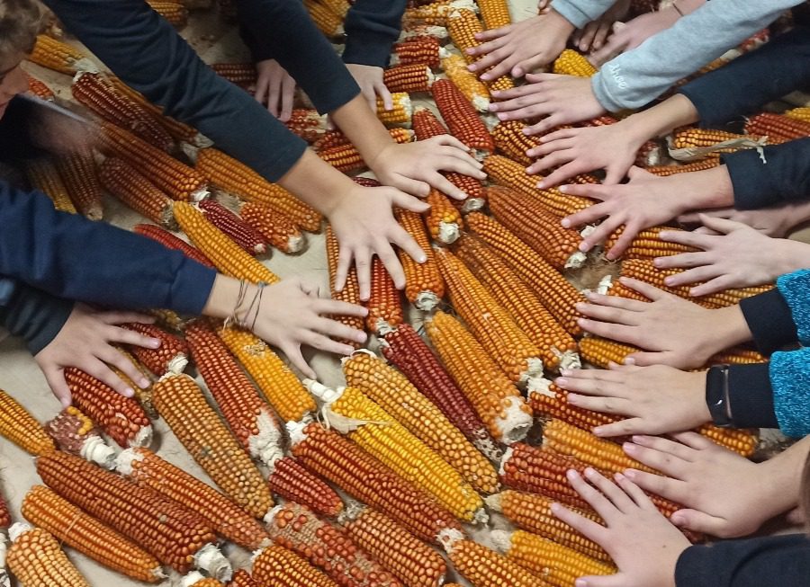 Pergola 2024 – The school garden and the custody of Quarantine corn.