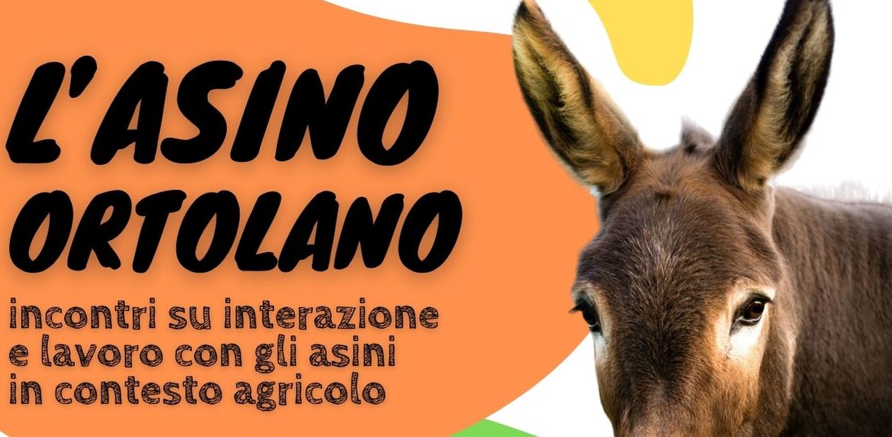 L’ASINO ORTOLANO