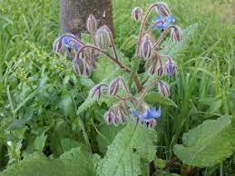borage