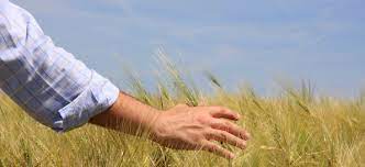 grano carezza