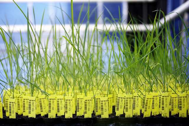 Hot water treatments for the sanitation of vegetable seeds