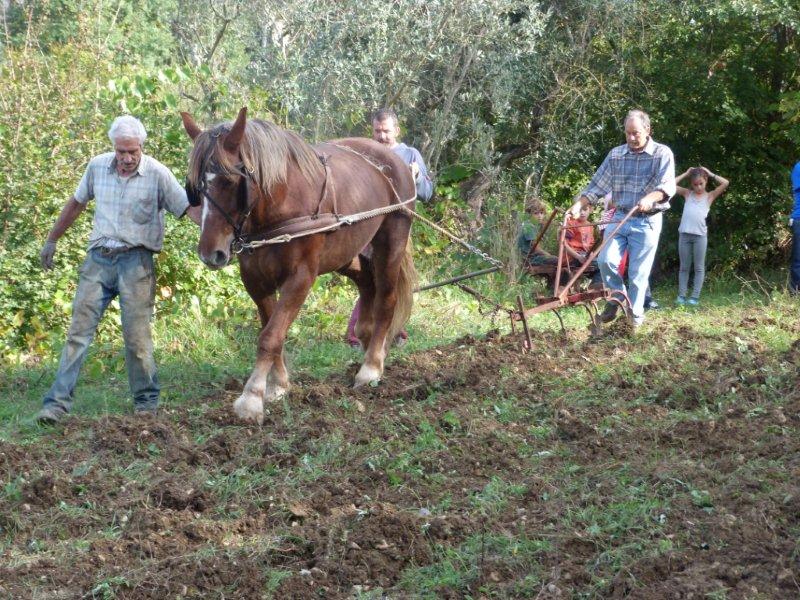 L’USO DEL CAVALLO NEL BOSCO E NEL TRASPORTO LEGNA