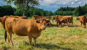 Soil and breeding BIO