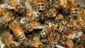 Il Carattere degli Sciami