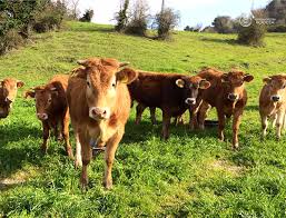 Pratiche agroecologiche nell’allevamento del bovino