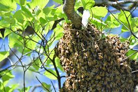 swarming