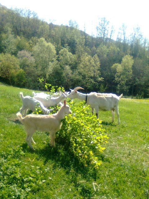 goats grazing