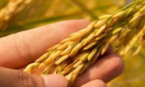 May 14, 2024 – FROM YESTERDAY, ITALY IS NO LONGER A GMO-FREE COUNTRY.