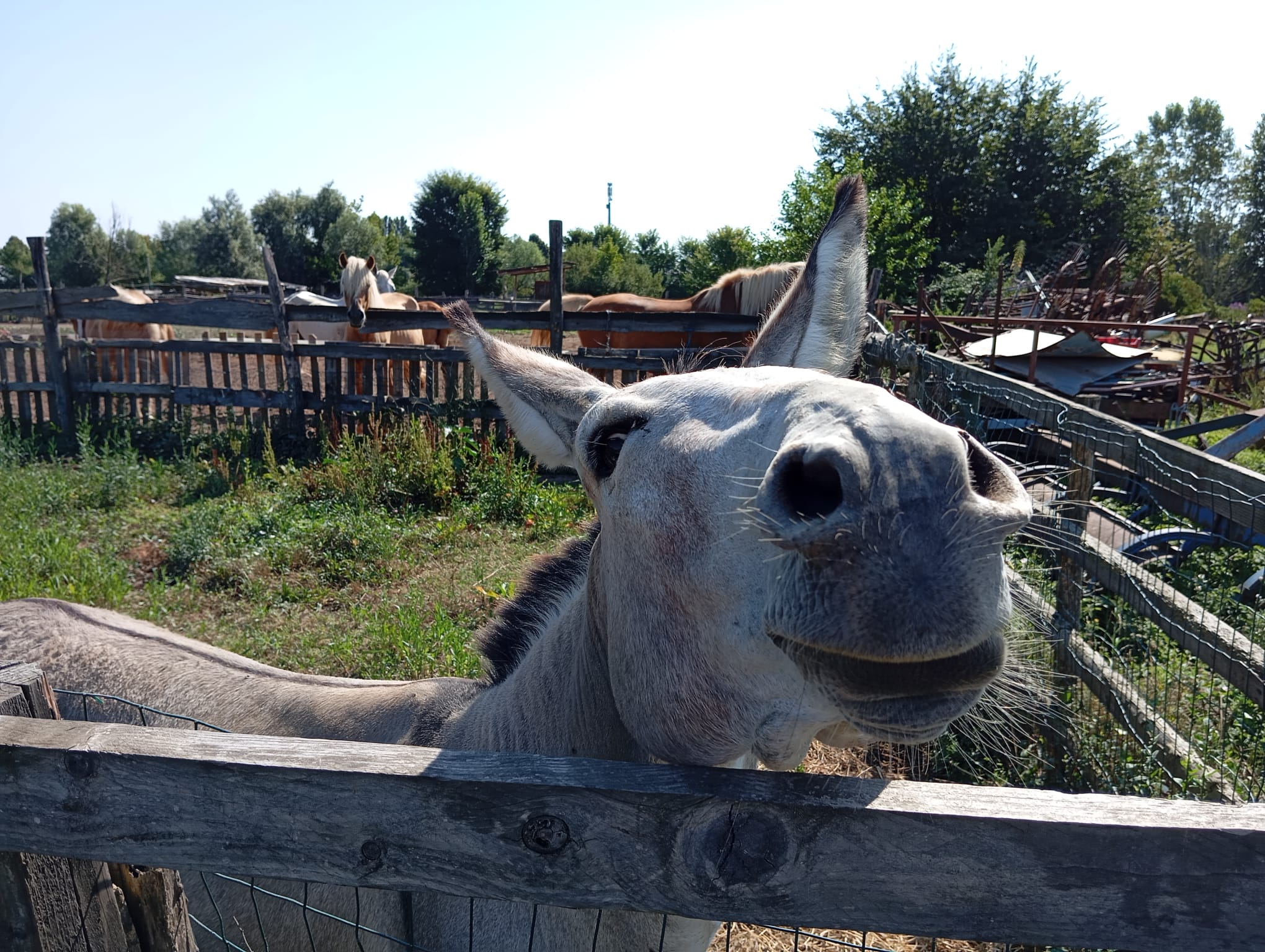 The “Il Rosmarino” farm in Marcon Needs You!