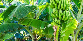 Il triangolo delle banane
