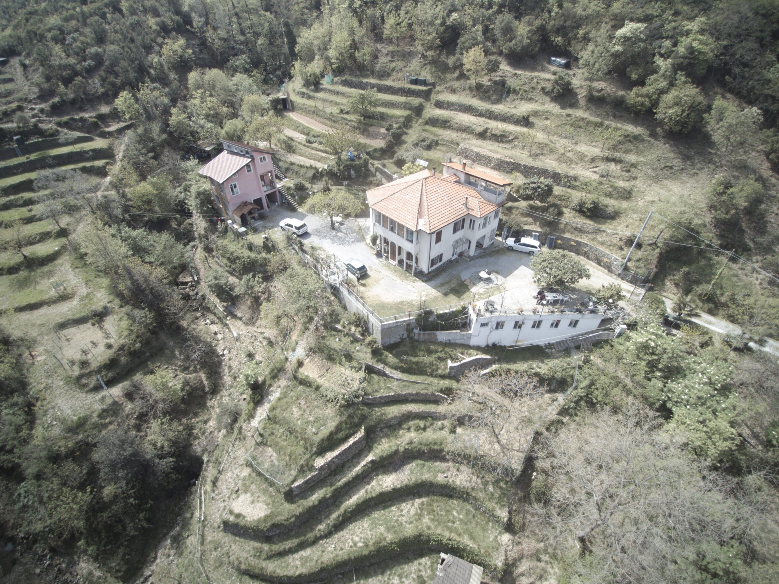 Quiliano olive grove liguria