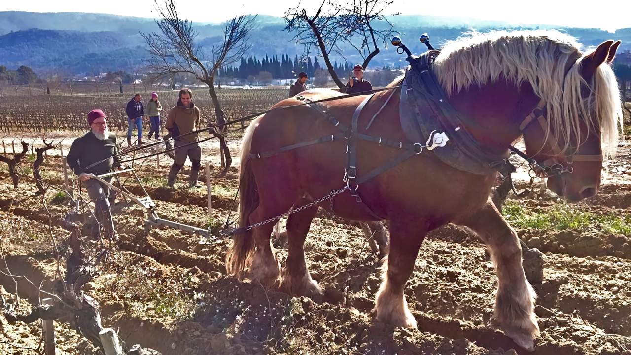 GIORNATE di FORMAZIONE all’USO del CAVALLO da TIRO