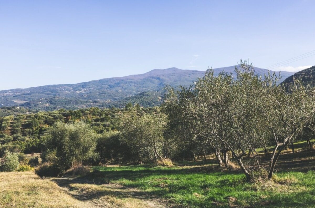 Olive groves of Poderi Borselli