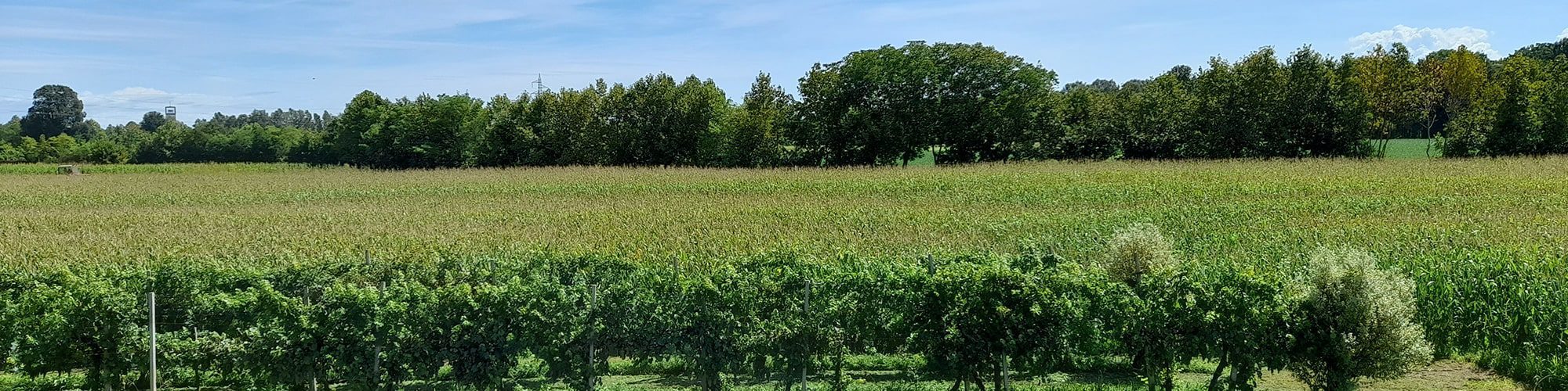 Formazione gratuita sulle Pratiche dell’Agricoltura Organica e Rigenerativa