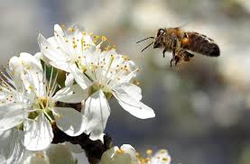 Pollinator decline a threat to human health as well
