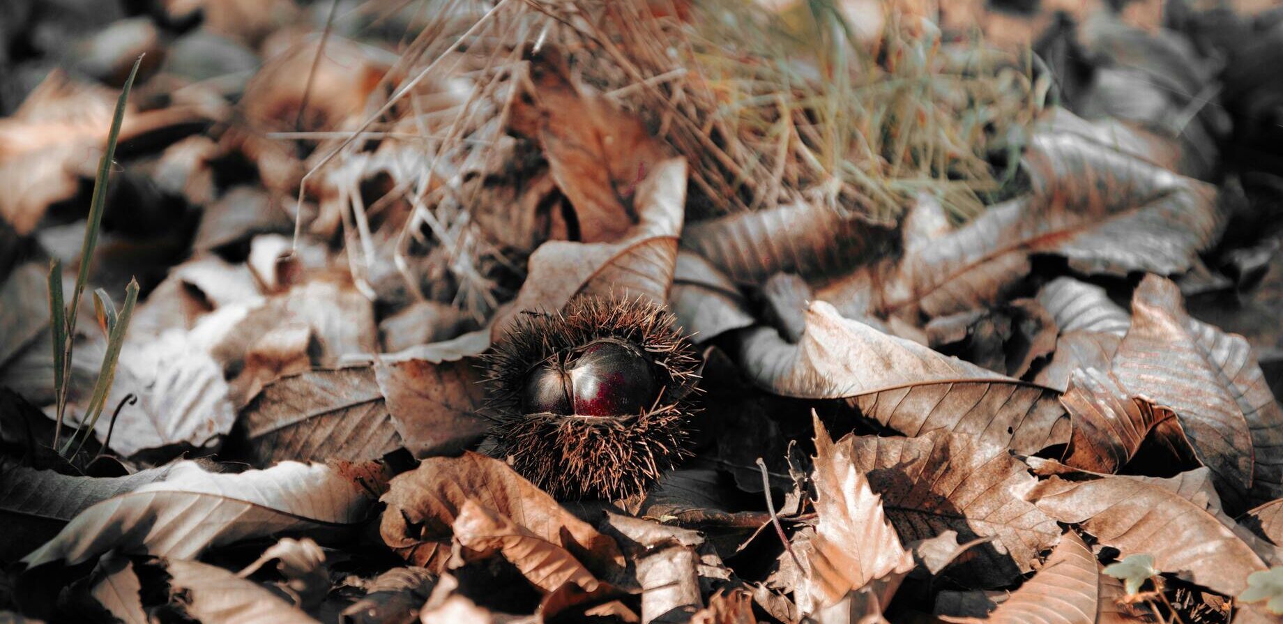 La foresta commestibile: il caso del castagno per lo sviluppo delle aree interne – Seminario Finale